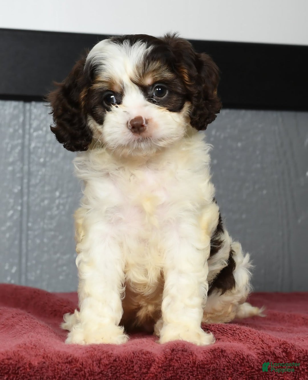 Cavapoo dogs for sale: Jenna - Image 8