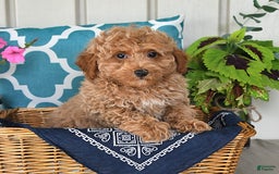 Miniature Poodle dogs for sale: Miniature Poodle 7 puppies - Image 1
