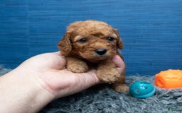 Cavapoo dogs for sale: Izaiah - Image 6