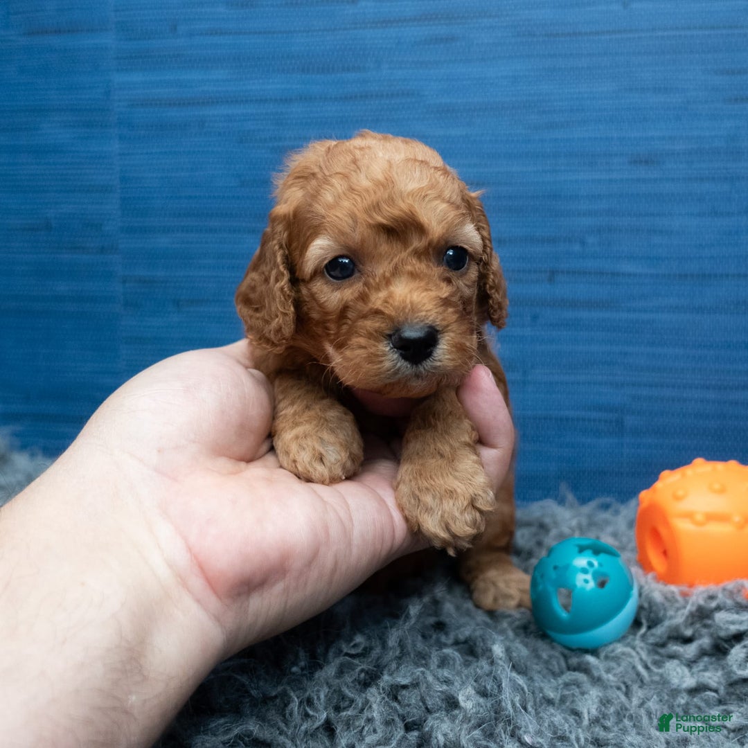 Cavapoo dogs for sale: Izaiah - Image 6