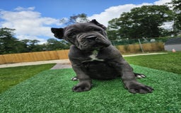 Cane Corso dogs for sale: Mila - Image 4