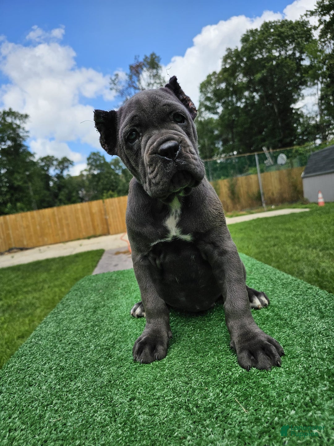 Cane Corso dogs for sale: Mila - Image 4