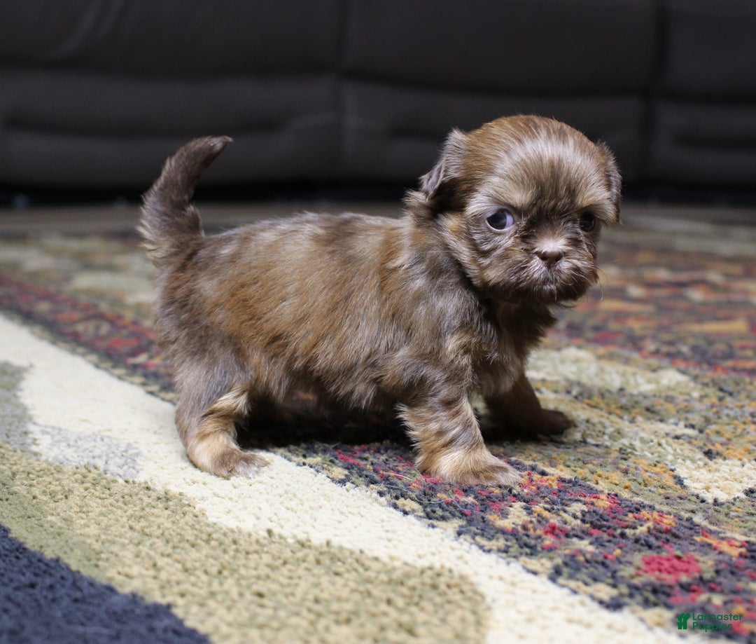 Shih Tzu dogs for sale: Lucy - Image 2