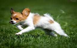 Papillon dogs for sale: Fee Fee - Image 3