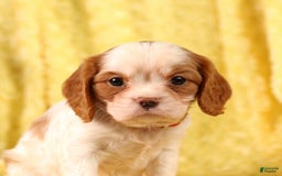 Cavalier King Charles Spaniel dogs for sale: Brookie - Image 5