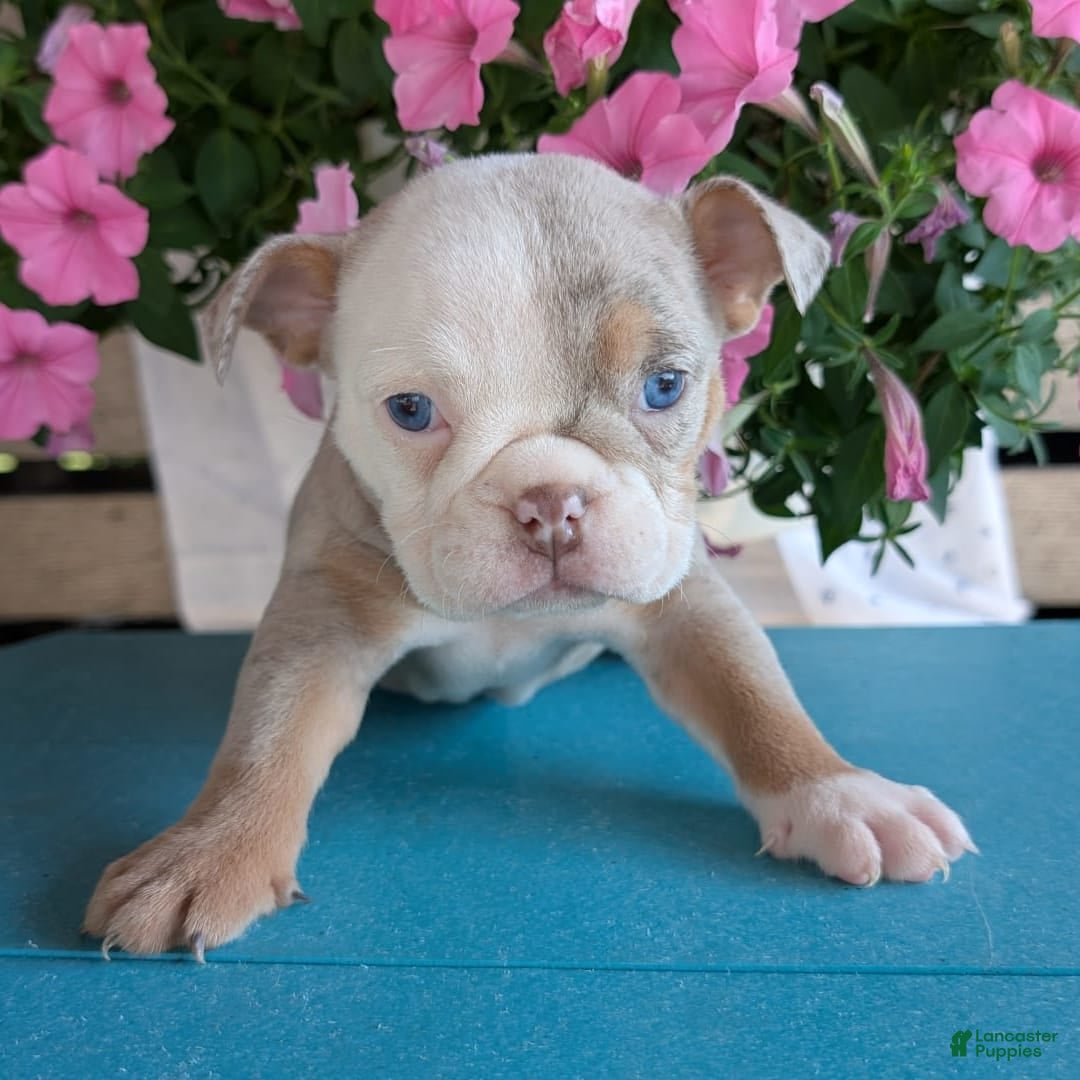 English Bulldog dogs for sale: Harper - Image 12