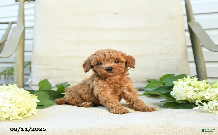 Mini Goldendoodle dogs for sale - Ad 1