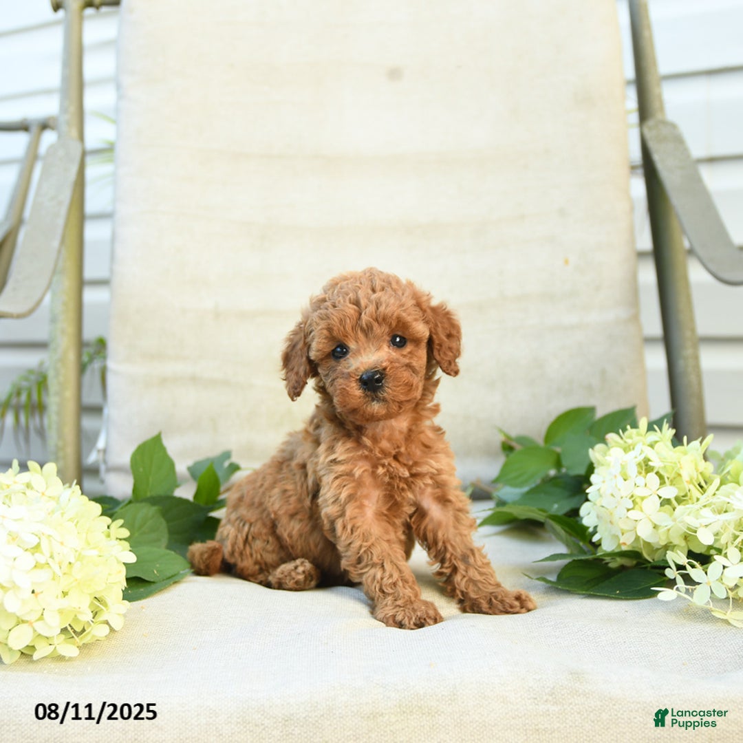 Mini Goldendoodle dogs for sale: Jodi - Image 1