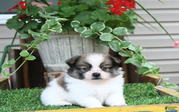 Pomeranian dogs for sale: Felix - Image 7