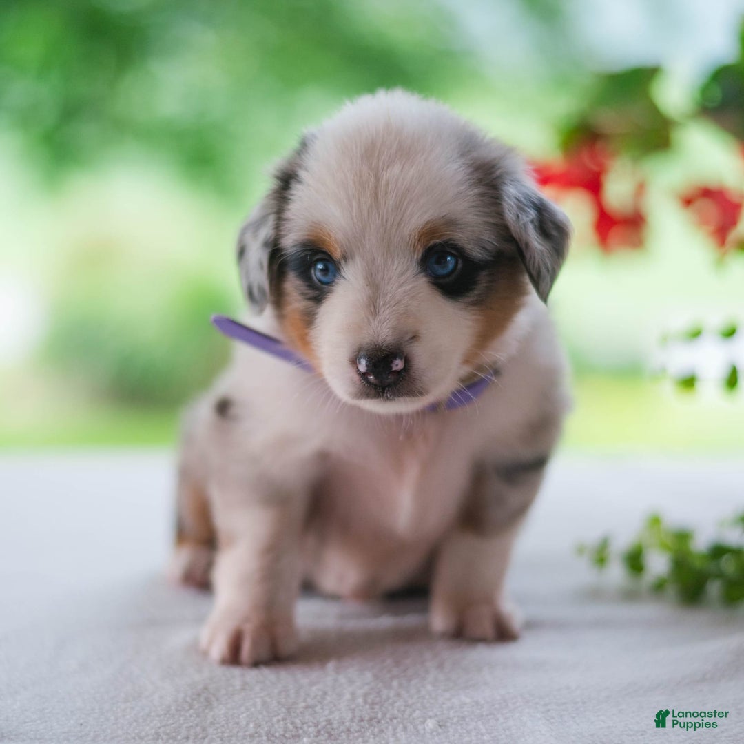 Miniature Australian Shepherd dogs for sale: Tootsie - Image 3