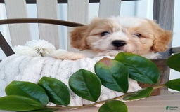 Cavachon dogs for sale: Silas - Image 5