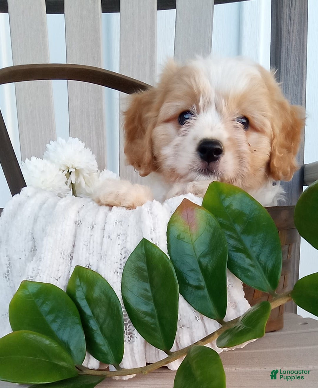 Cavachon dogs for sale: Silas - Image 5