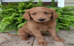 Goldendoodle dogs for sale: Flip - Image 12