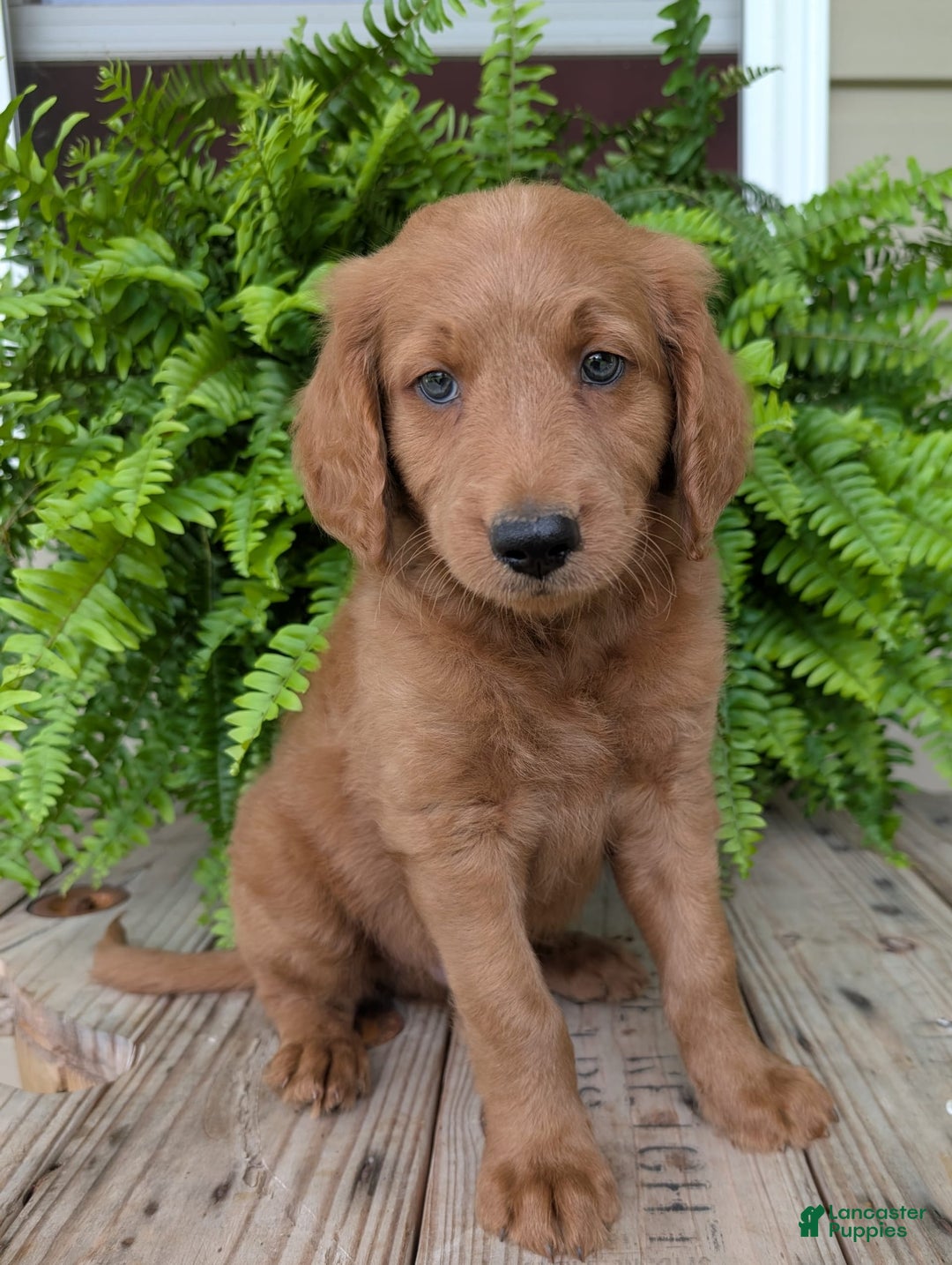 Goldendoodle dogs for sale: Flip - Image 12