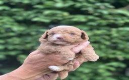 Mini Goldendoodle dogs for sale: Cooper - Image 1