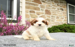 Mini Goldendoodle dogs for sale: Cassidy - Image 1
