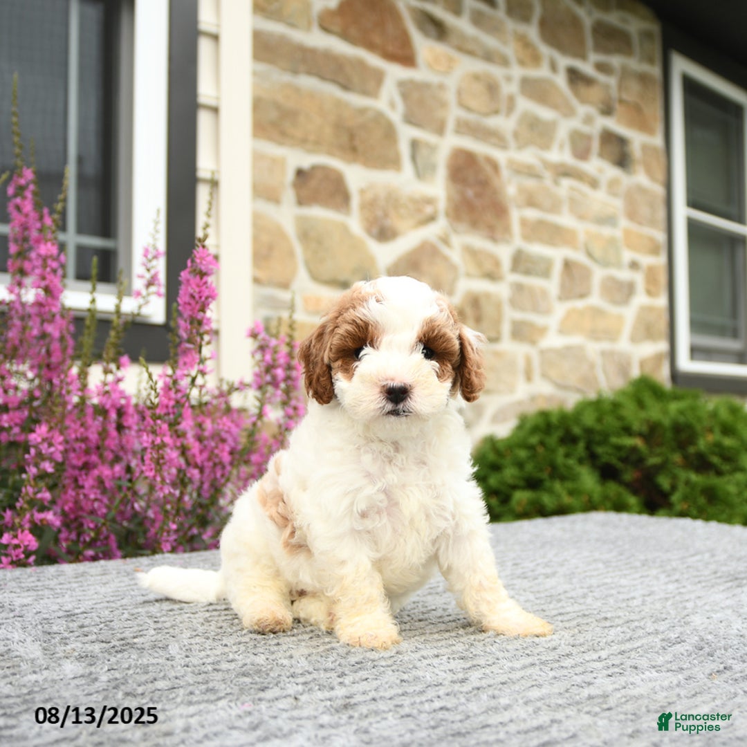 Mini Goldendoodle dogs for sale: Cassidy - Image 1