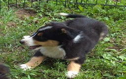 Miniature Australian Shepherd dogs for sale: Sissy - Image 2