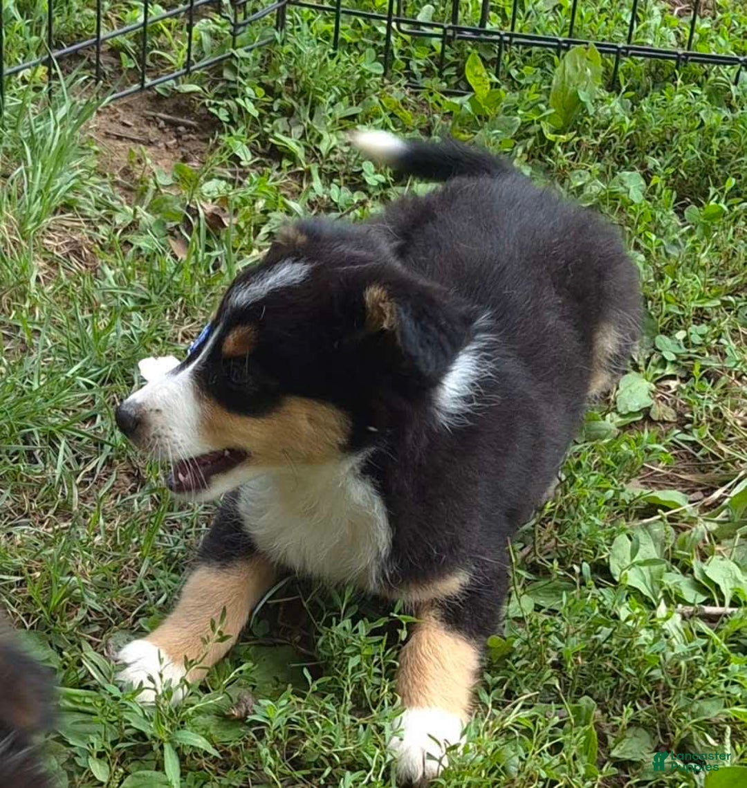 Miniature Australian Shepherd dogs for sale: Sissy - Image 2