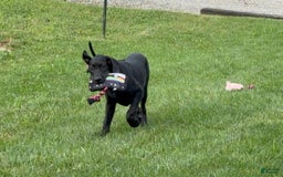Great Dane dogs for sale: Areona - Image 3