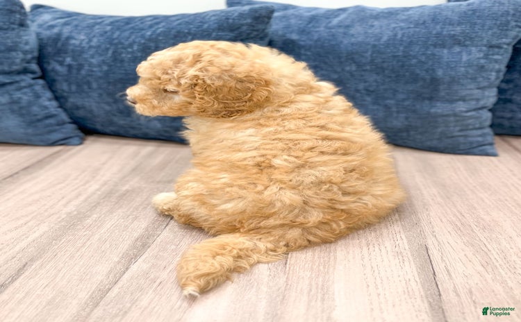 Mini Bernedoodle dogs for sale - Ad 3