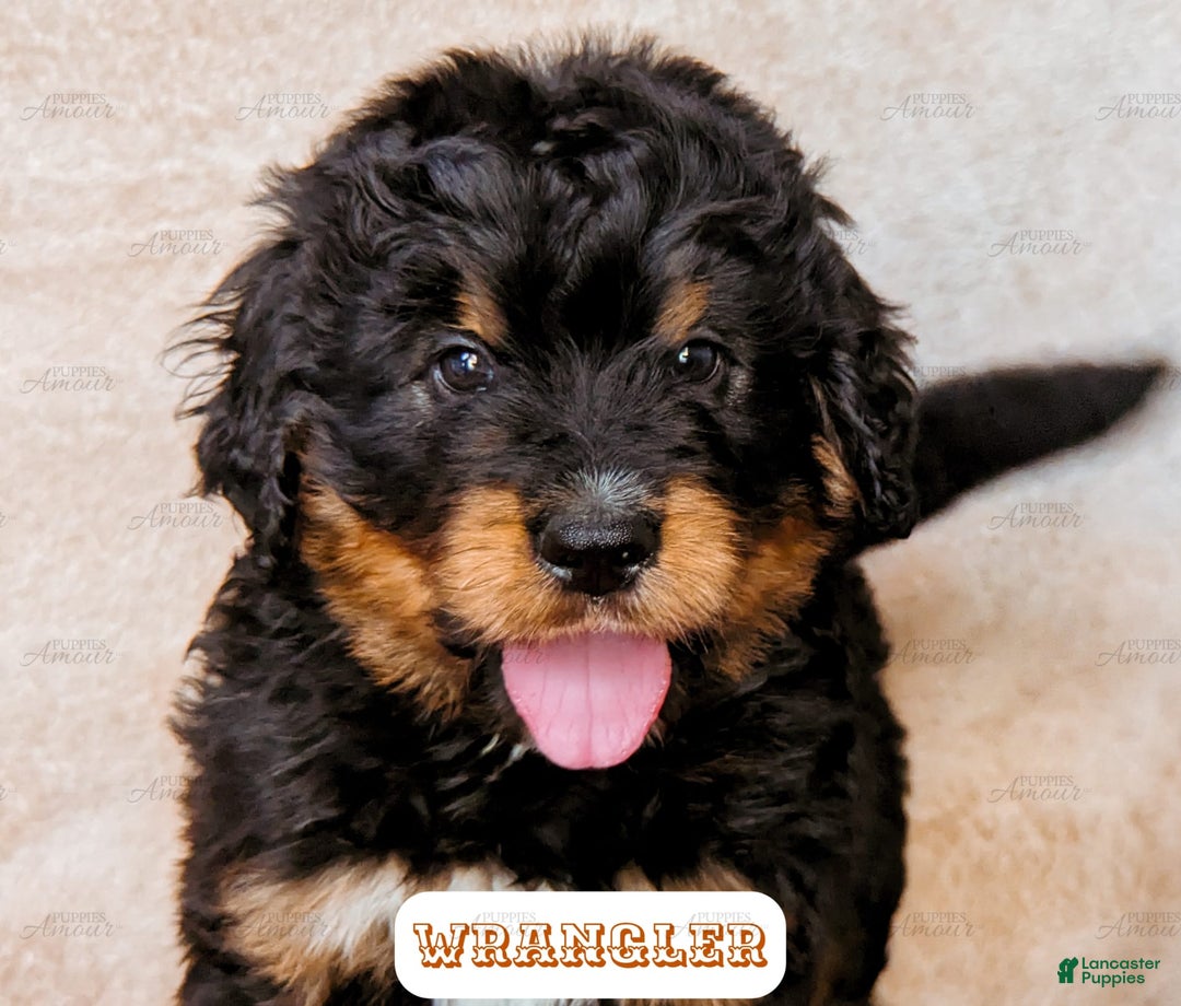 Bernedoodle dogs for sale: Wrangler - Image 10