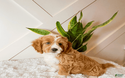 Cavapoo dogs for sale: Xyla - Image 2