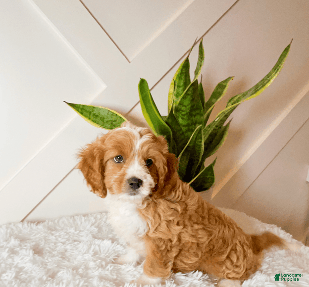 Cavapoo dogs for sale: Xyla - Image 2