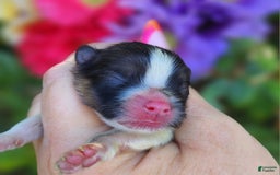Pomeranian dogs for sale: Nirvana - Image 13