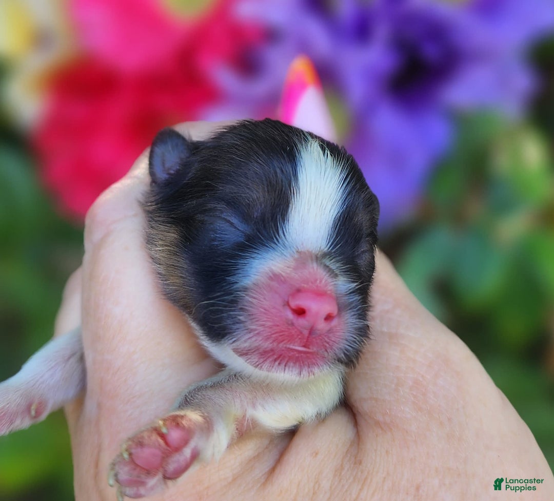Pomeranian dogs for sale: Nirvana - Image 13