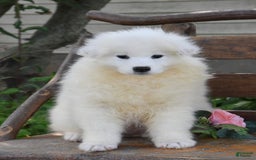 Samoyed dogs for sale: Chrystal - Image 1