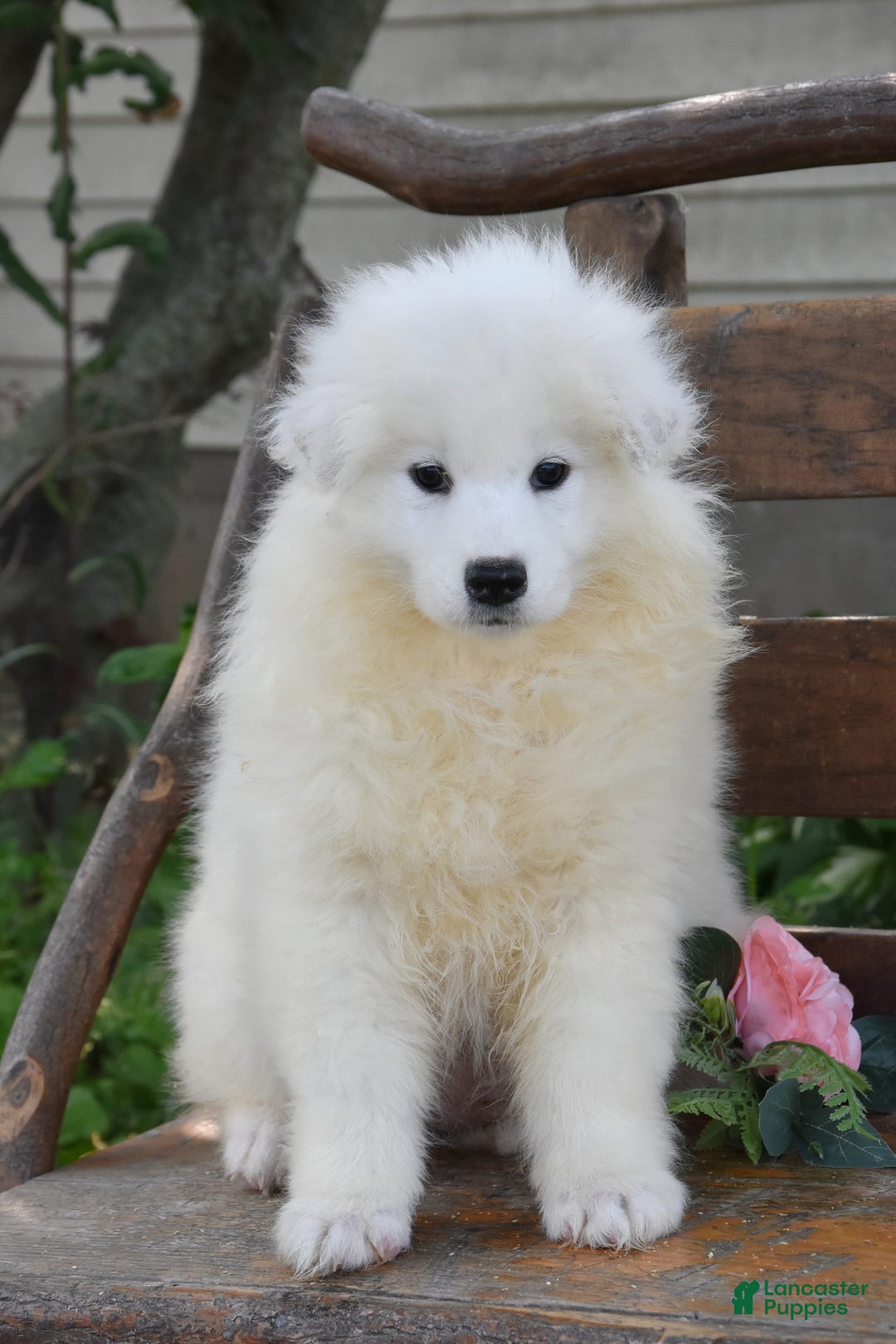 Samoyed dogs for sale: Chrystal - Image 1