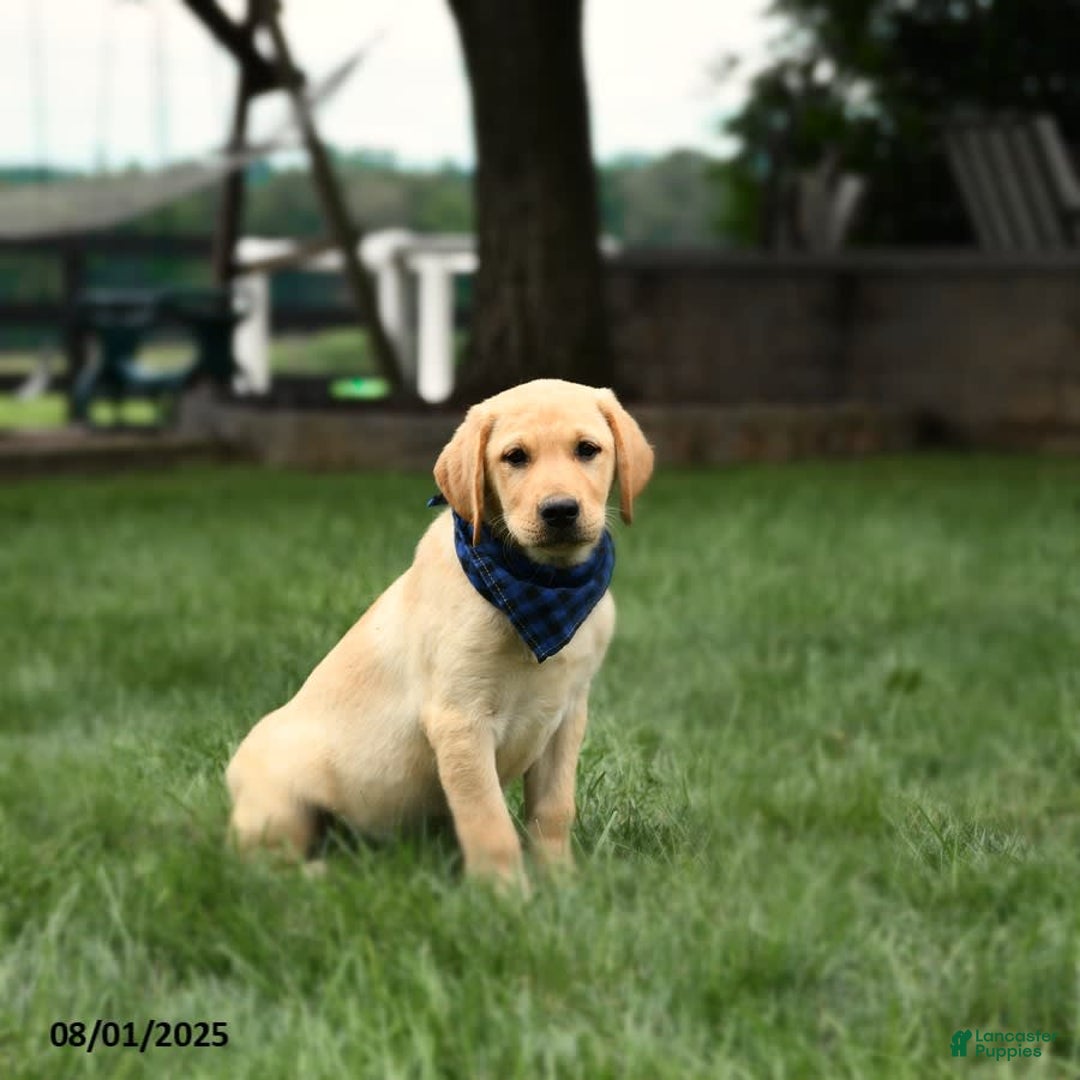 Labrador Retriever dogs for sale: Whitney - Image 6