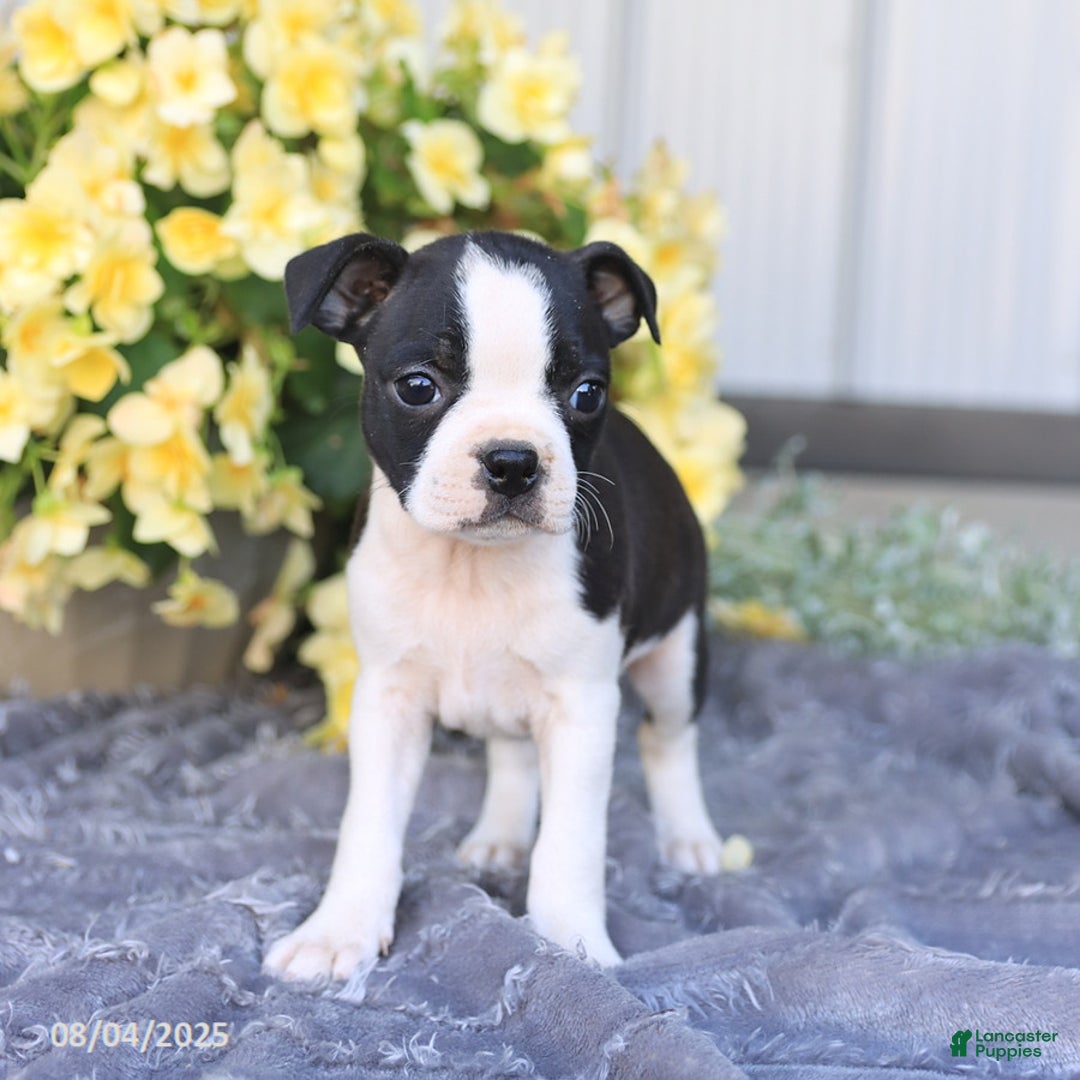 Boston Terrier dogs for sale: Heather - Image 5