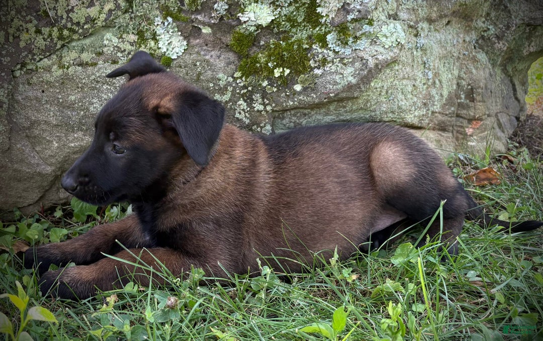 Belgian Malinois dogs for sale: Oakley - Image 3