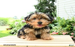 Yorkshire Terrier dogs for sale: Benny - Image 6