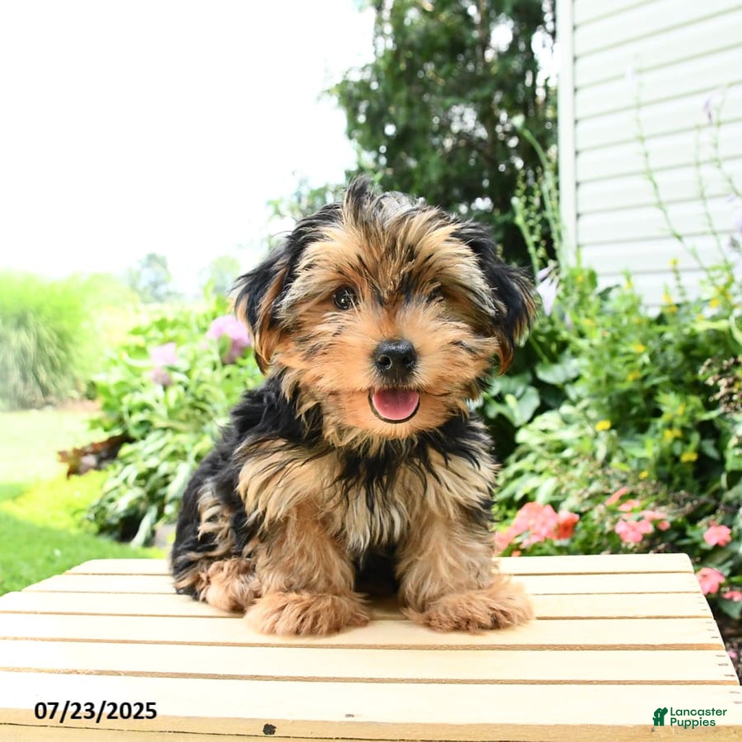 Yorkshire Terrier dogs for sale: Benny - Image 6
