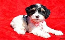 Cavapoo dogs for sale: Bridget - Image 3