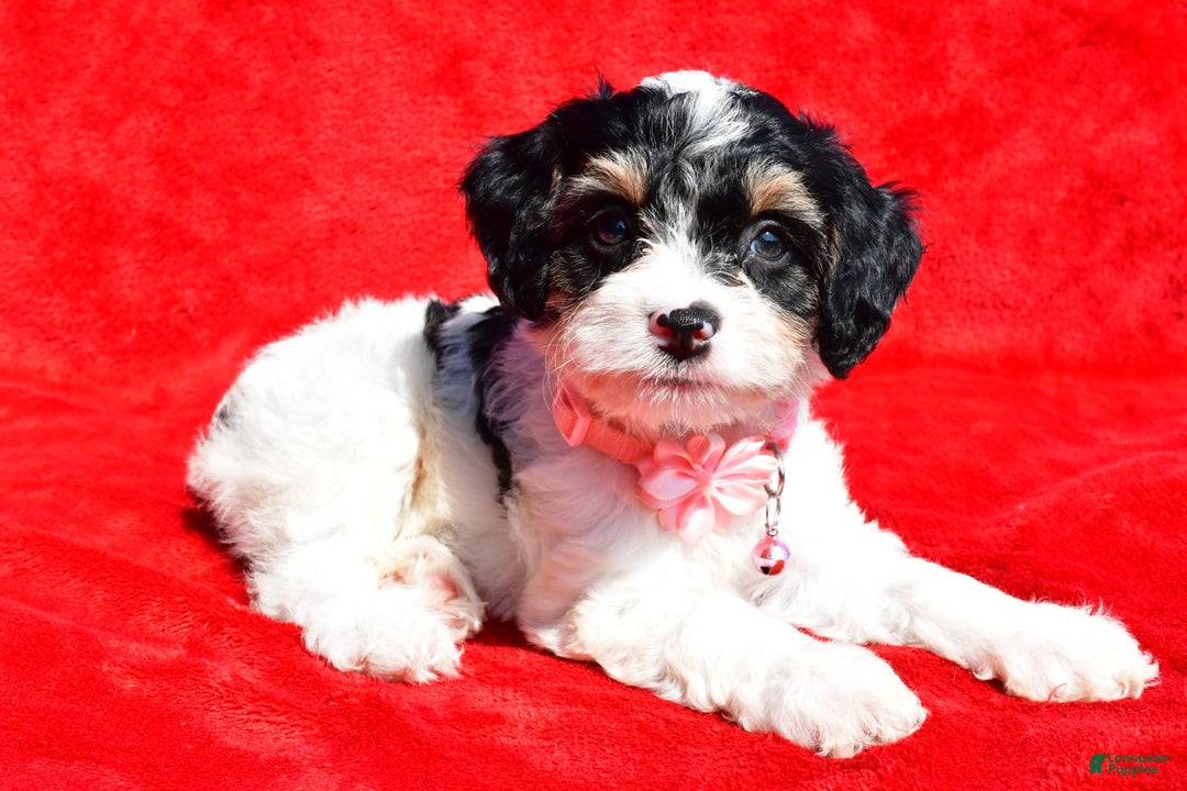 Cavapoo dogs for sale: Bridget - Image 3