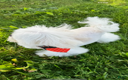Maltese dogs for sale: Diamond - Image 2
