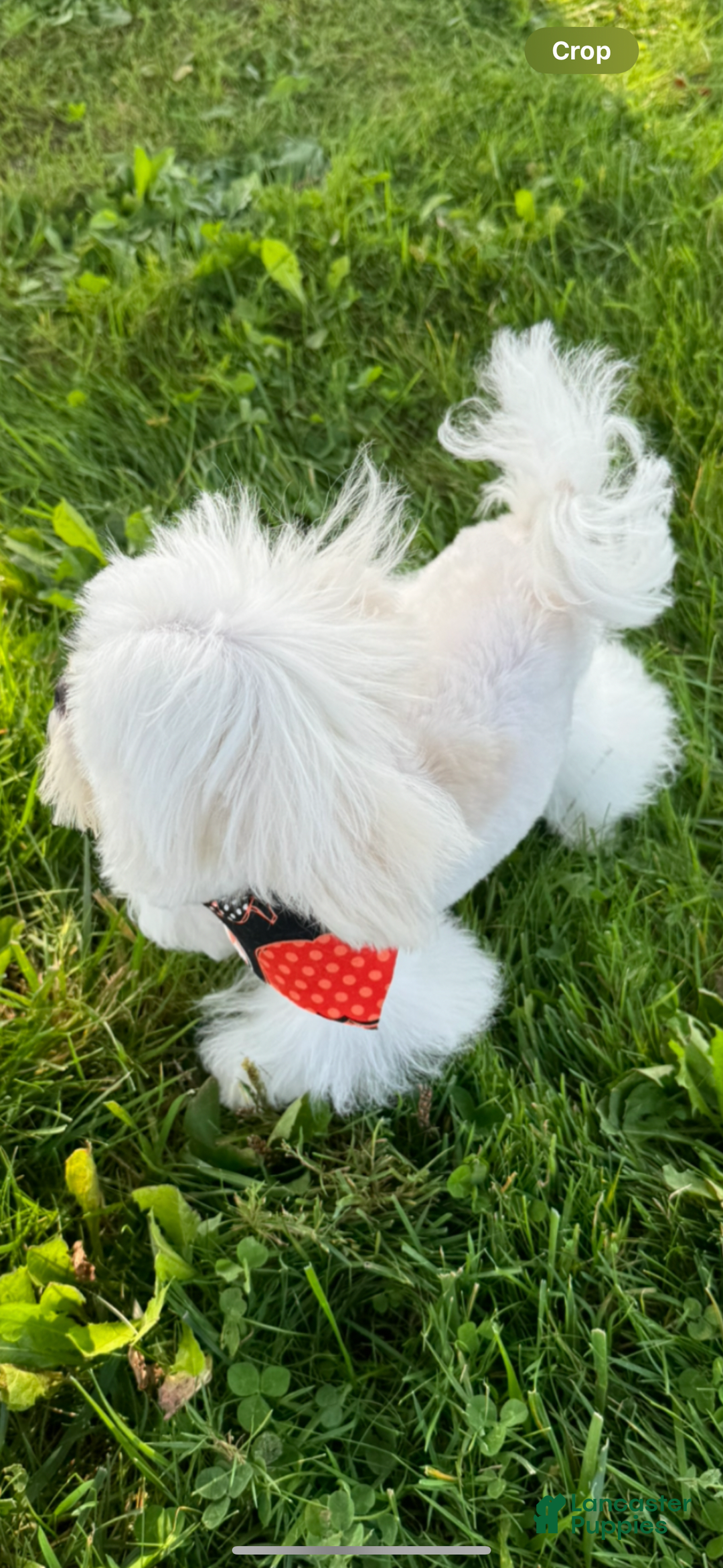 Maltese dogs for sale: Diamond - Image 2