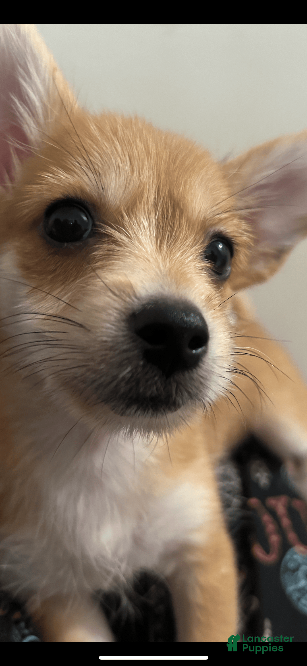 Yorkshire Terrier dogs for sale: Twinny A - Image 2