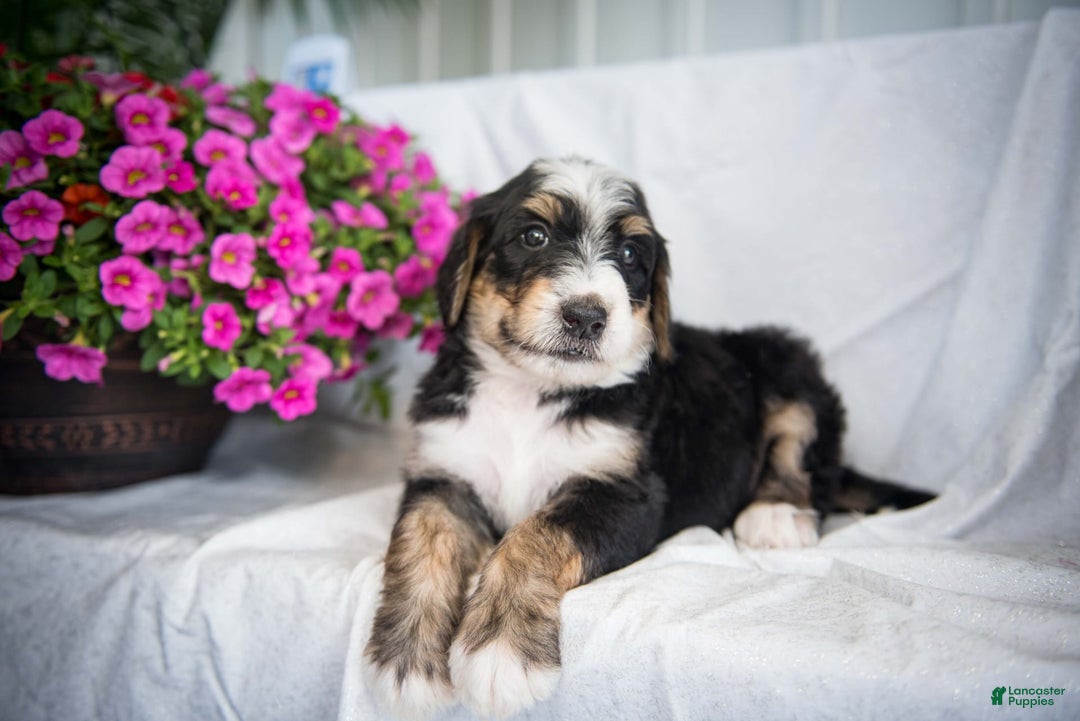 Bernedoodle dogs for sale: Jordan - Image 8