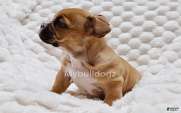 French Bulldog dogs for sale: Minni - Image 1