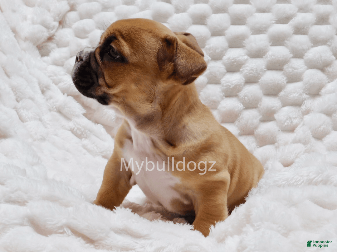 French Bulldog dogs for sale: Minni - Image 1