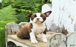 Boston Terrier dogs for sale: Honey - Image 5