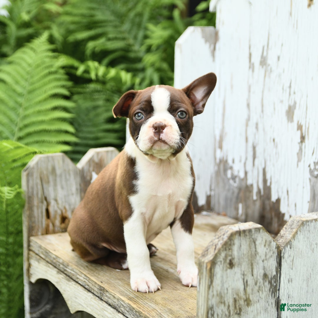 Boston Terrier dogs for sale: Honey - Image 5