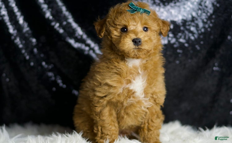 Maltipoo dogs - Advert 12