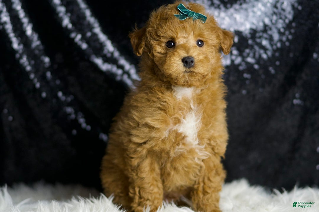 Maltipoo dogs for sale: Fredrick - Image 2