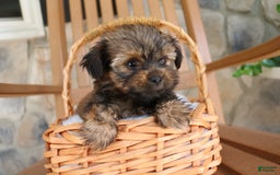 Shorkie dogs for sale: Khloe - Image 9